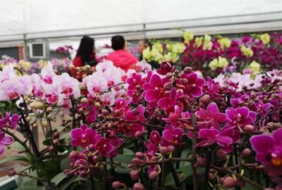 明天開(kāi)幕！武漢第八屆迎春花市暨首屆梁子湖年貨節(jié)邀您賞花購(gòu)年貨